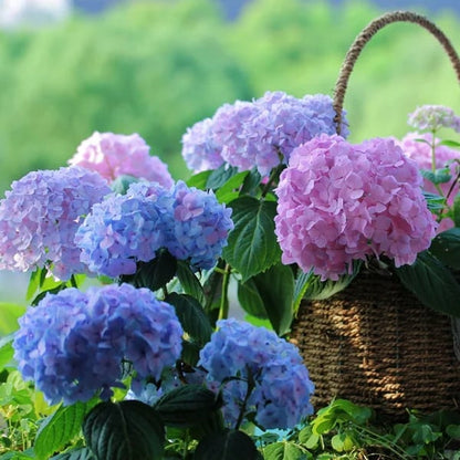 Artificial Hydrangea Flowers For Outdoors（50% OFF）