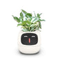 Fun Smart Flowerpot with Multiple Expressions（50% OFF）