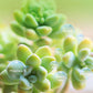 Engrais de bourgeons pour une plante succulente （50% de réduction）