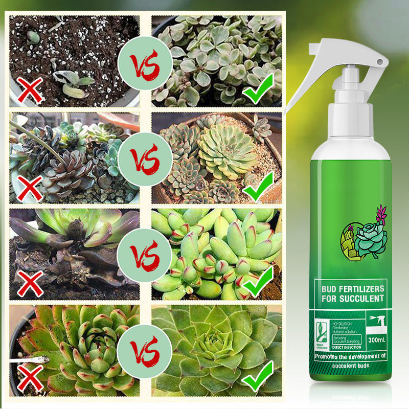 Bud Fertilizers for Succulent Plant（50% OFF）