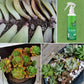 Engrais de bourgeons pour une plante succulente （50% de réduction）