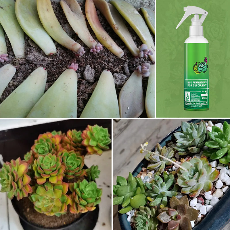 Bud Fertilizers for Succulent Plant（50% OFF）