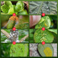 Plant Flower Insect Repellent Tablet （50% korting）