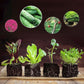 POUSBO® Bodem losmaken Essentie Bodemactivator （50% korting）